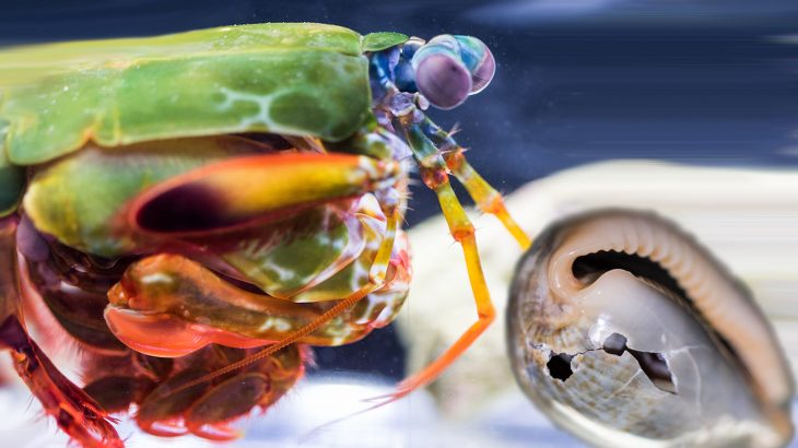 Club-like appendages enable the mantis shrimp to batter its prey with the most powerful punch in the animal kingdom.