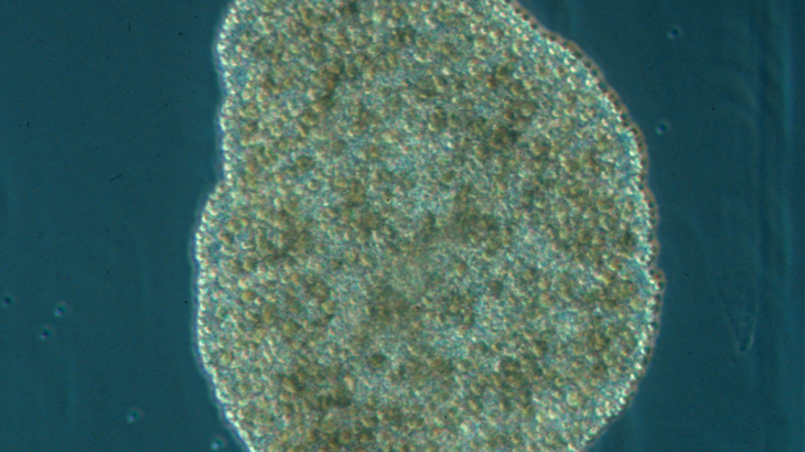 Researchers have demonstrated how simple multicellular organisms called Placozoa evolved to form complex nervous systems.