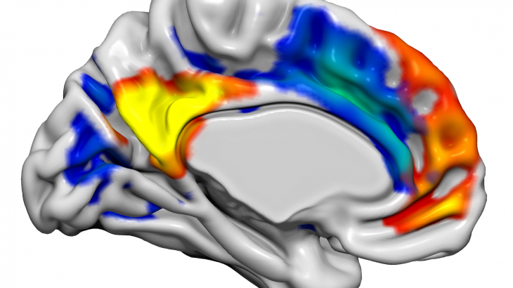 Kisspeptin, a hormone responsible for reproduction, has a stronger influence on regulating mood and brain activity than previously realized.