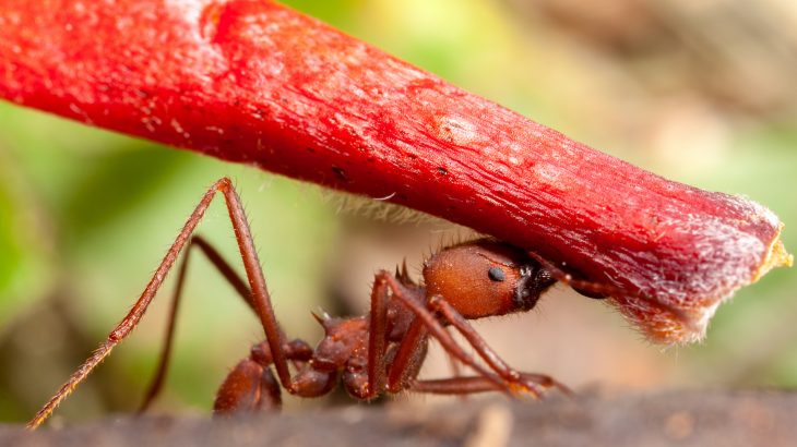 The miraculous habits of ants shed their prosaic associations and provide startling and wondrous insights into the evolution of sociality.