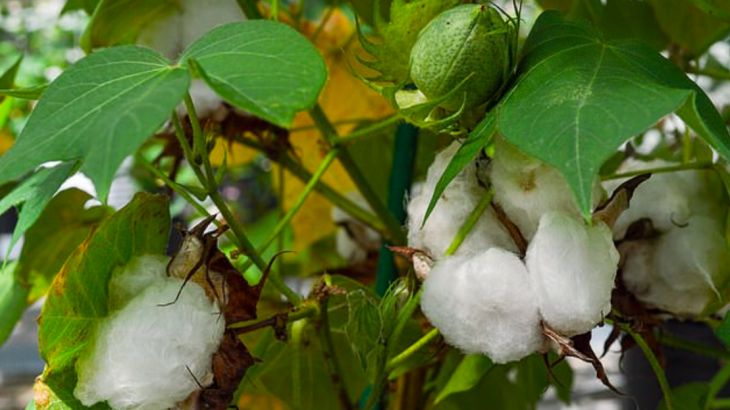 This week, the US Department of Agriculture approved a new kind of cotton plant that was developed by researchers from Texas A&M University.