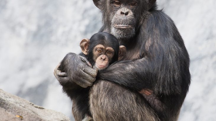 Female chimps know which males to avoid to keep their babies from being killed, according to a new study.
