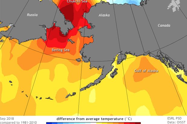 The Pacific blob has returned, bringing abnormally warm weather to the Pacific Northwest and Alaska.