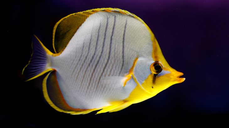 After coral bleaching events, butterflyfish populations kept their numbers, but their behavior changed drastically.