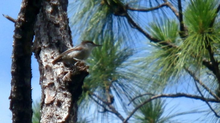The Bahama nuthatch is native to Bahamian pineyards, a subtropical coniferous forest that stretches across the Bahamas northern islands.
