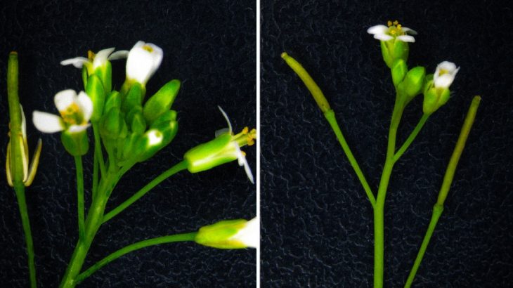 A plant under attack will spend more of its fixed energy budget on defense, but as a result, growth is hindered and slows down.