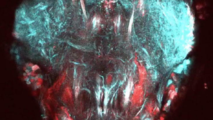 We know that the brain controls how and when our limbs move, but until now, little has been known about how this process works.