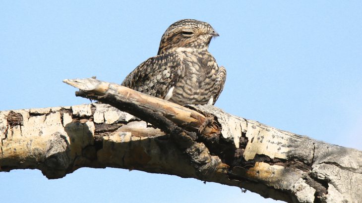 While climatic variation is a key driver, recent research has suggested that other factors may have shaped the evolution of hibernation.