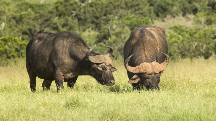 How do we combat biodiversity loss, livestock emissions, and climate change? Trophic rewilding may be the answer.
