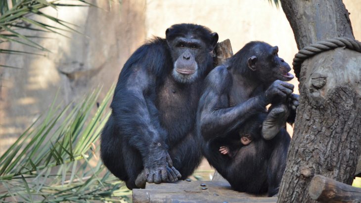 Like bats that use scent to find their pups, a new study reveals that chimpanzees can distinguish between strangers and family using scent.