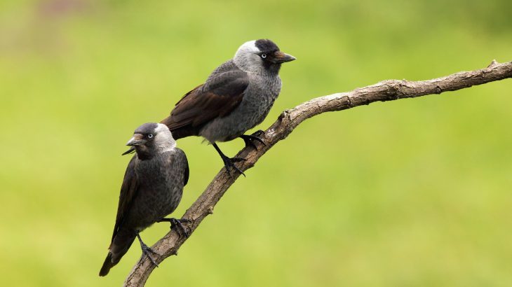 A team of scientists led by the University of Exeter has found that, like humans, birds are startled when inanimate objects suddenly move.