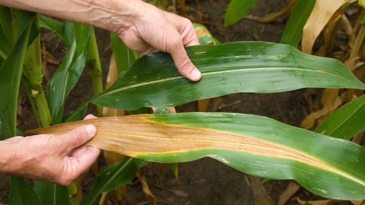 A new study has identified the pathways that a plant’s genes use to direct to nitrogen to different parts based on need and availability.