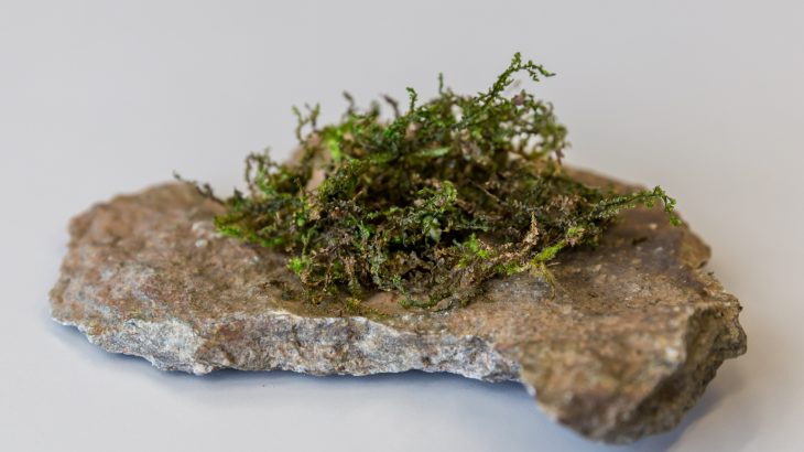 A type of moss called Radula perrottetii contains a substance called perrottetinene which is related to THC.