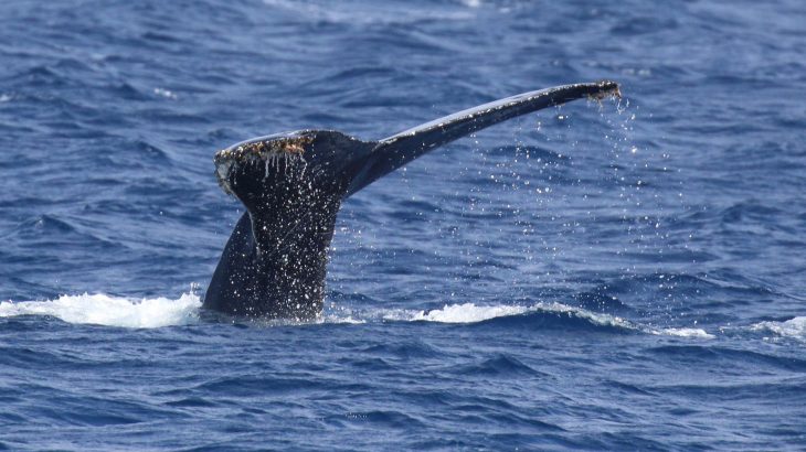 After a ship passed, whales nearby reduced their singing or stopped singing altogether for at least 30 minutes before resuming their songs.