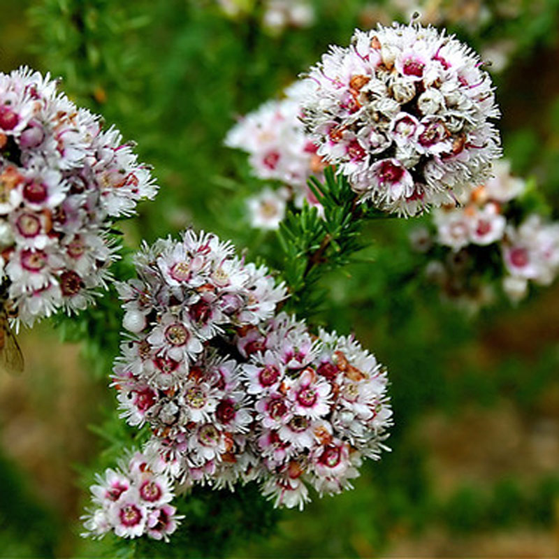 Pink featherflower