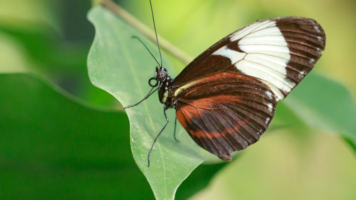 Heliconius butterflies, a group of colorful species native to Central and South America, use their coloring as a disguise.