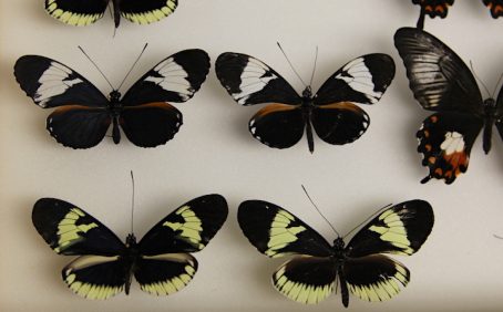How butterflies get their wing colors - Earth.com