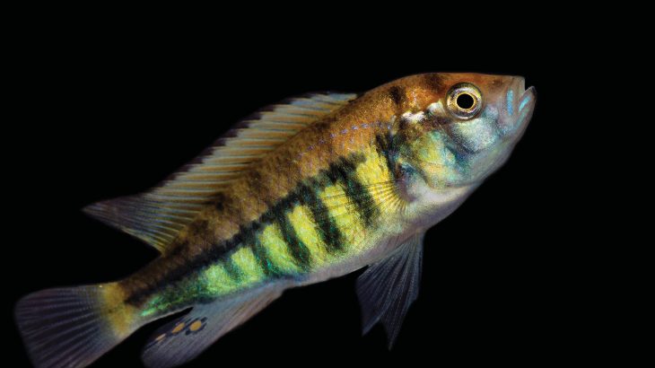 Researchers have discovered why some species of colorful African cichlid fish have stripes while others don’t.