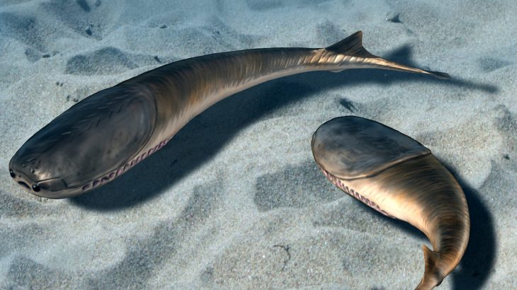 The evolution of major species of fish recognizable today took place in shallow coastal waters, or “fragile near shore environments.”
