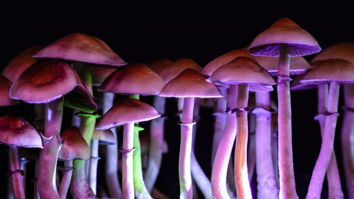 Taking a small amount of magic mushrooms helped study participants come up with more original ideas and tackle solutions more effectively.
