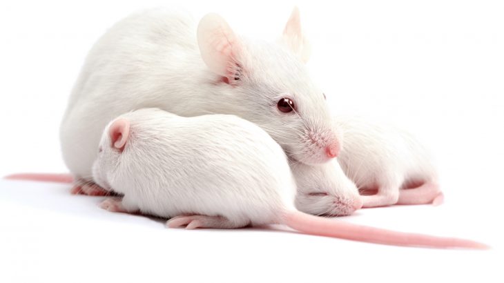 A new study revealed that a substance found in the tears of juvenile mice causes adult females to reject the sexual advances of males.