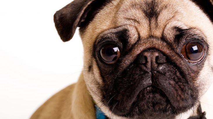 The popularity of certain pet breeds on social media is also pushing more and more people to buy designer and hybrid.