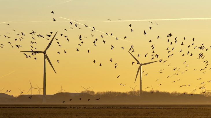 As wind turbines increase in popularity as a form of sustainable energy production, certain bird species may be at risk of depletion.