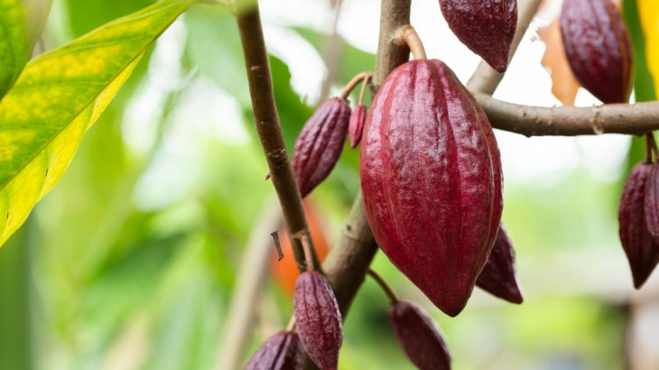 Geneticists have traced the domestication of the cacao tree to Central America, 3,600 years ago.