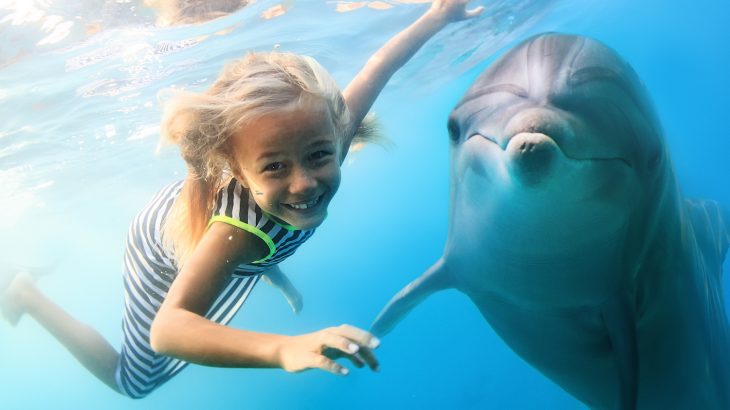 A new study has found that tourist activities are making dolphins more vulnerable to sharks and other predators.