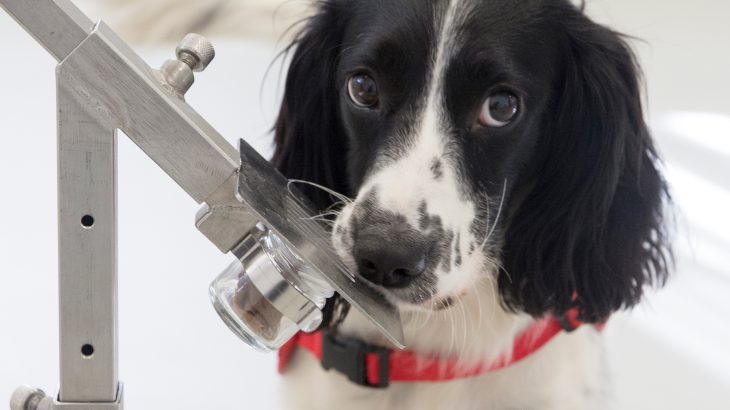 Researchers at Durham University are reporting that dogs could be trained to sniff out and diagnose malaria in people.