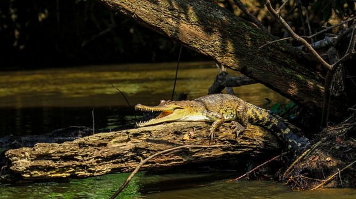 Researchers at Florida International University (FIU) have discovered a new species of crocodile for the first time in 85 years.
