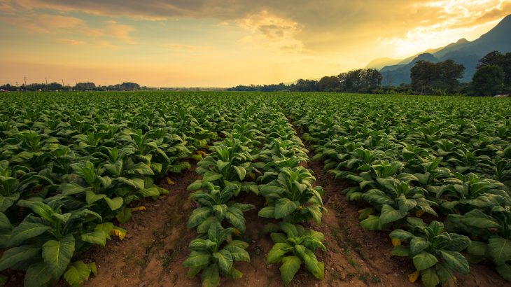 A new discovery debunks the theory that European traders introduced tobacco to Pacific Northwest Native Americans in the late 18th century.