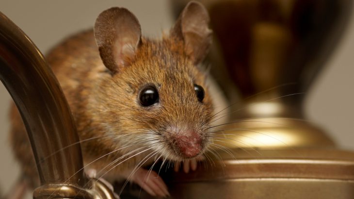 The house mouse, that clever and pestilent rodent, has trailed humankind since even before the dawn of agriculture.