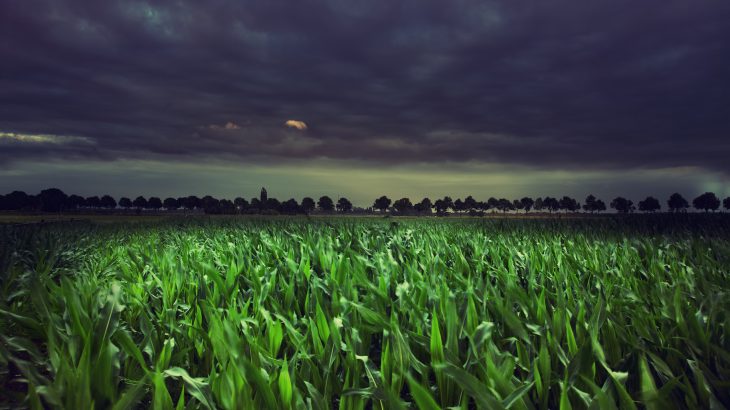 A new discovery has revealed that climate scientists should be paying more attention to what happens among plants at night.