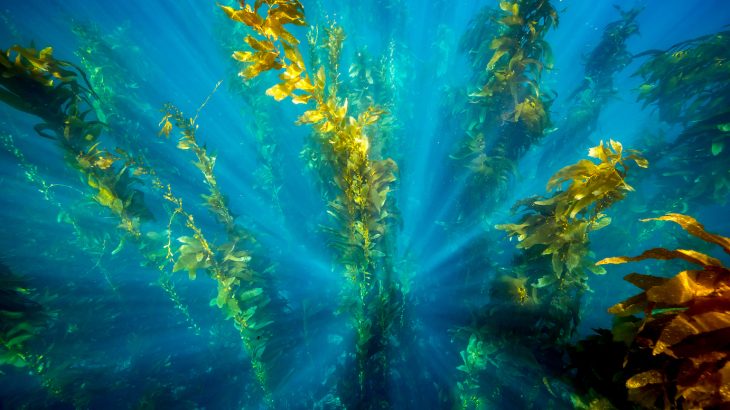 The violent disturbances that are expected to result from climate change could devastate kelp forests across the globe.