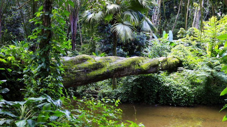 Over 85 percent of the Atlantic Forest has been destroyed, while the remaining portion suffers from over-exploitation.