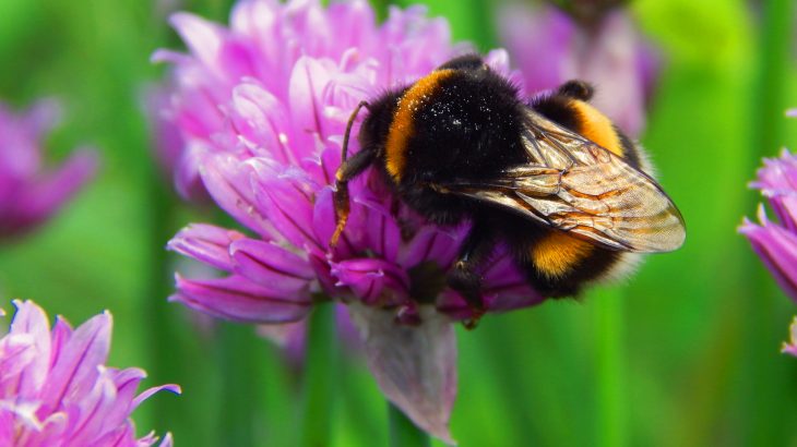 A new study has revealed that larger tropical bee species fly better in hot conditions compared to smaller bees.