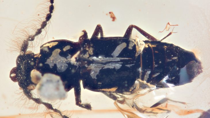 An insect preserved inside of amber is giving scientists new clues about how Earth's landmasses were arranged millions of years ago.