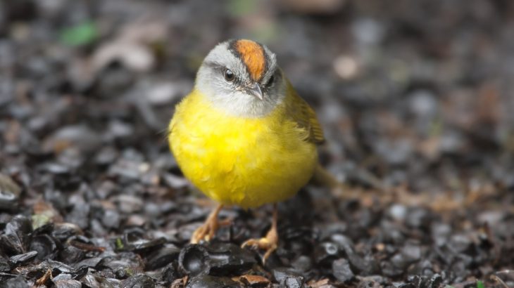 Warming temperatures have pushed mountain birds on a rising “escalator to extinction,” according to a recent study.
