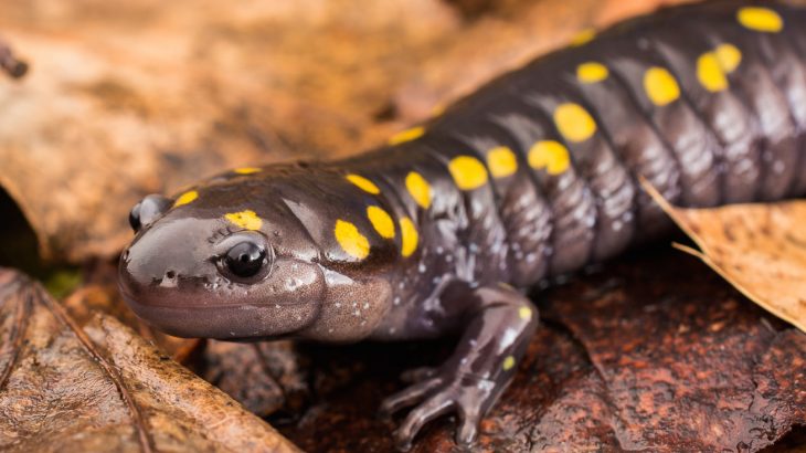 A new study has revealed that insect repellents containing picaridin are potentially lethal to salamanders.