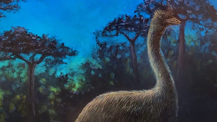 A recent study of elephant bird skulls has yielded some surprising revelations, including that the birds were likely nocturnal.
