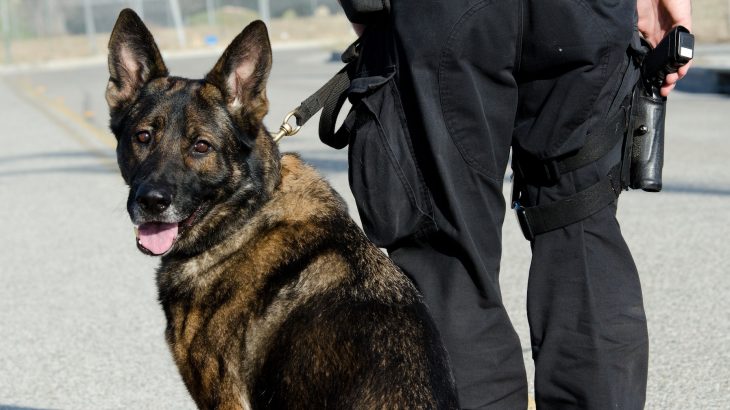 A new study has revealed that over 100 working dogs have tested positive for a potentially deadly tropical disease.