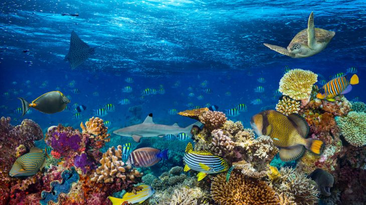 Human activity is prompting extinction rates like never before, and global wildlife populations have dropped by 60 percent in 40 years.