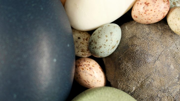 It had been thought that eggshell color was a modern adaptation, but a new study shows that it’s a trait that links back to the dinosaurs.