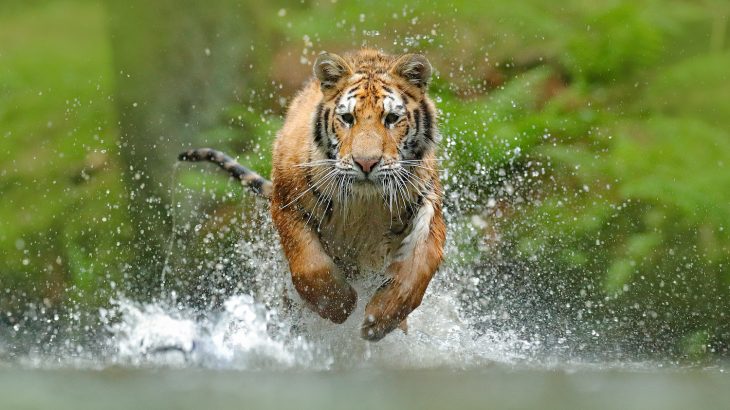 China announced its decision to weaken a ban on the trade of rhino and tiger parts, which critics say will lead to an increase in poaching.