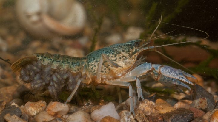 Marbled crayfish have developed the bizarre ability to clone themselves which has resulted in crustacean invasions on three continents.