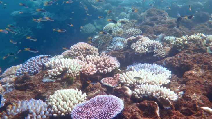 A new study focused on the DNA of corals has revealed that some corals have a stronger defense against bleaching.