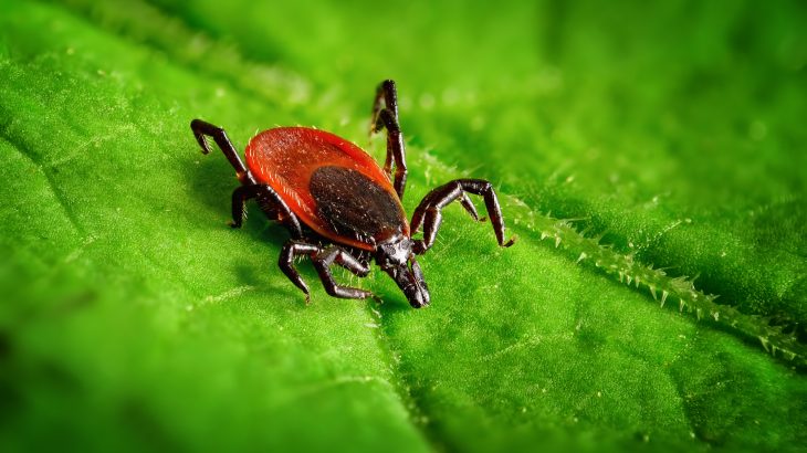 Over the past few years, Lyme disease has been on the rise, and research shows that climate change may be responsible.