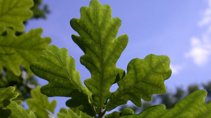 Experts have found that seed banking is not an option for more than a third of “critically endangered” species.