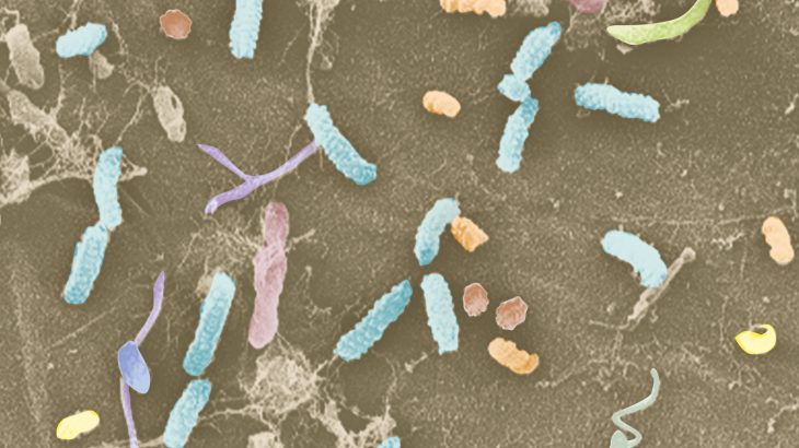 Most plants manage to fight off illness through a balancing act performed by bacteria that are also found in the roots.